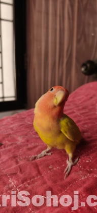 Lovebird
